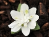 Show product details for Hepatica japonica Tayamachiyoiwai